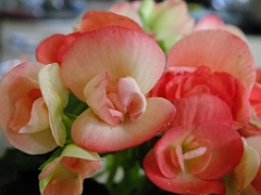 begonia13 (7)